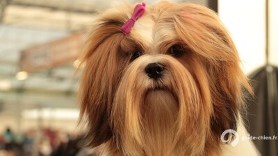 Lhassa Apso