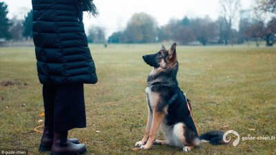 éducation chien