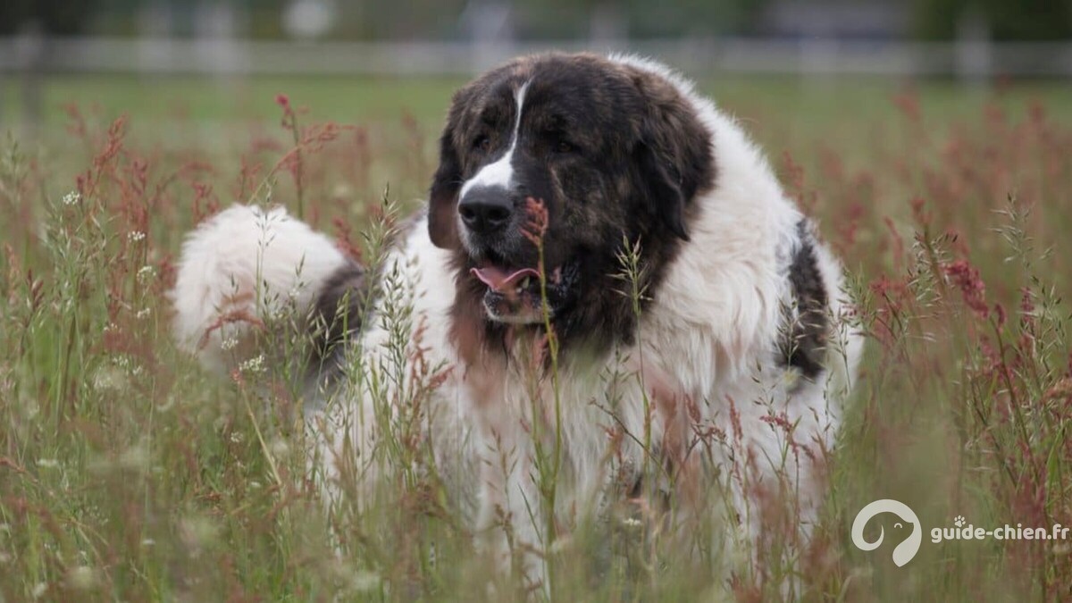 Pyrenean Mastiff