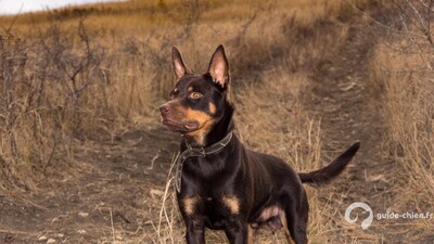 Kelpie