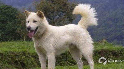 Chien KINTAMANI
