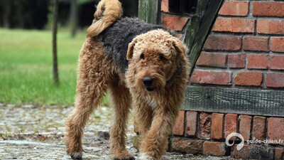 AIREDALE TERRIER