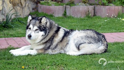 MALAMUTE DE L'ALASKA