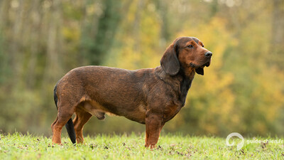 Basset des Alpes
