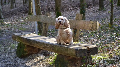 American Cocker Spaniel