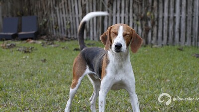American Foxhound
