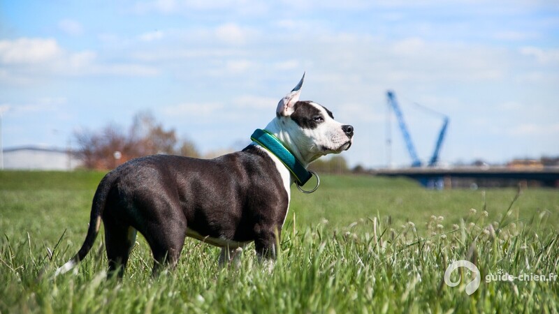 AMERICAN STAFFORDSHIRE TERRIER