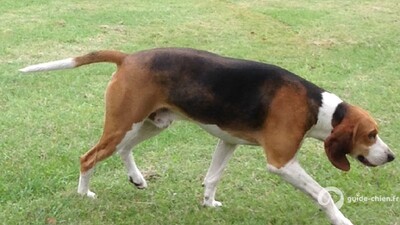 Chien Anglo Francais de Petite Venerie