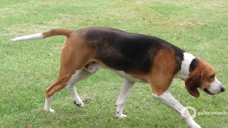 Chien Anglo Francais de Petite Venerie