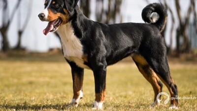 BOUVIER APPENZELLOIS