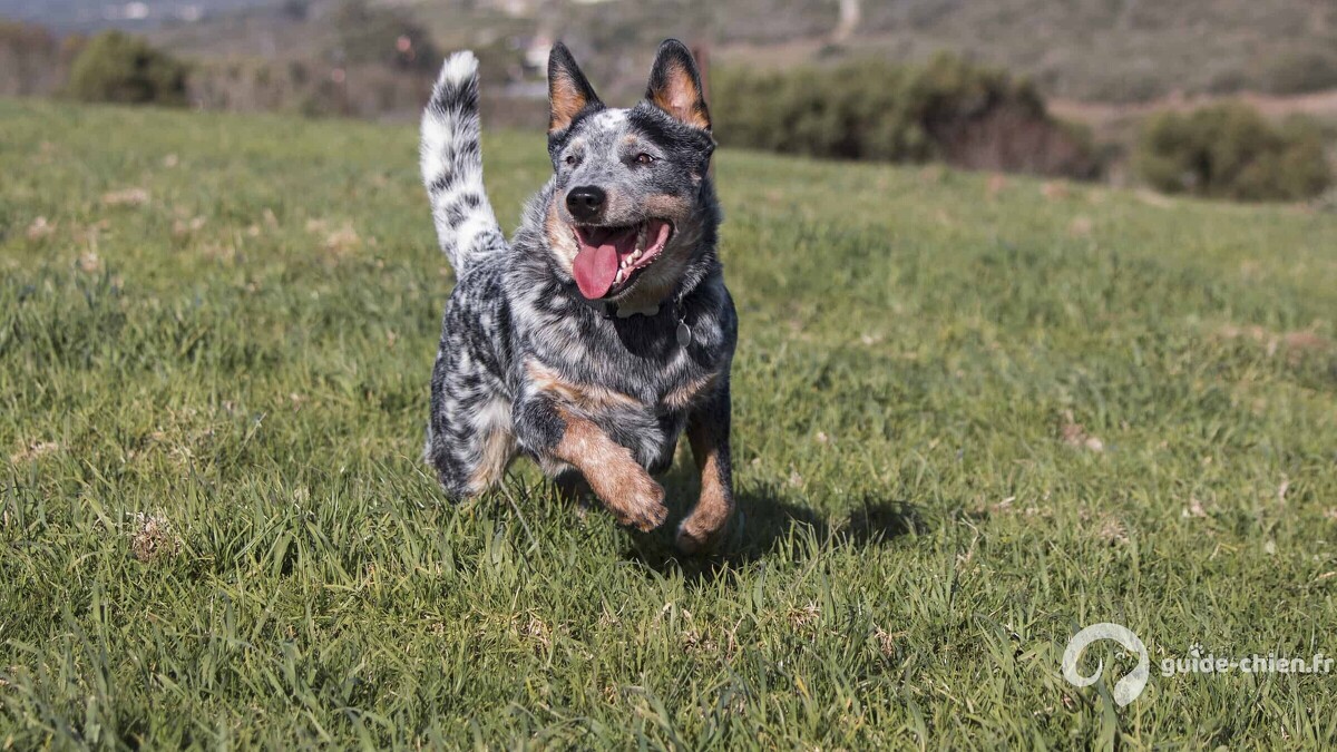 Australian Cattle Dog