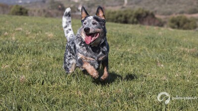 BOUVIER AUSTRALIEN