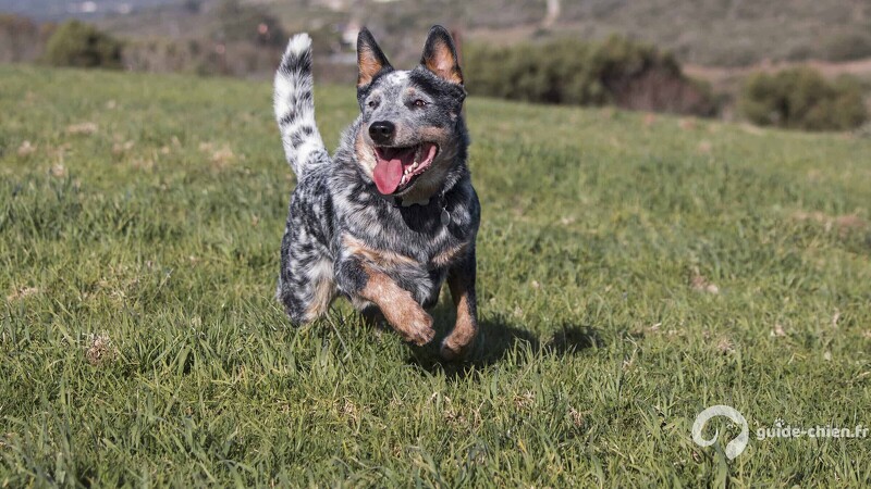 BOUVIER AUSTRALIEN