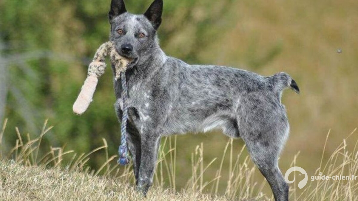 Australian Cattle Dog Short tail