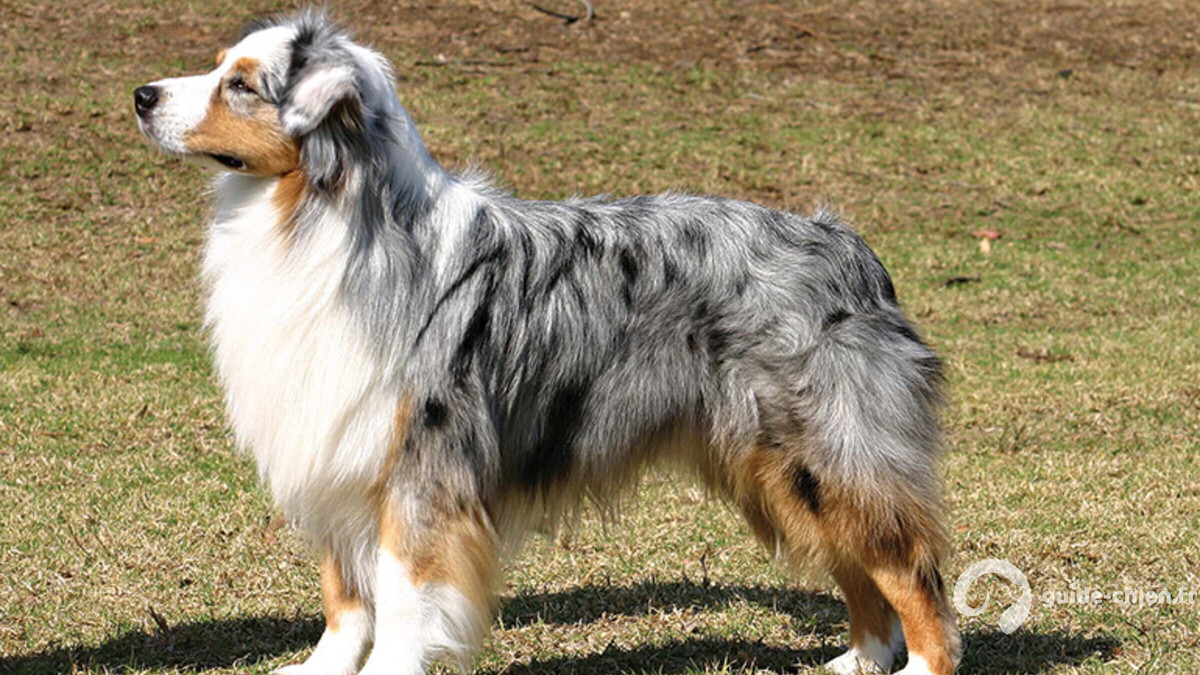 Australian Shepherd