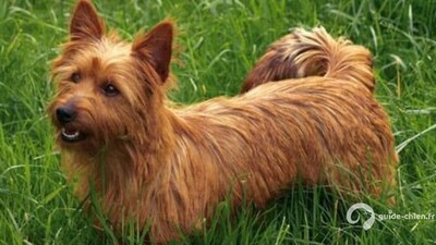 TERRIER AUSTRALIEN