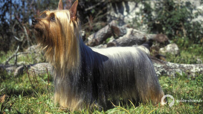 TERRIER AUSTRALIEN A POIL SOYEUX