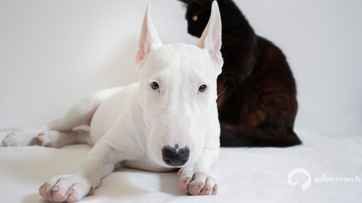 English Bull Terrier