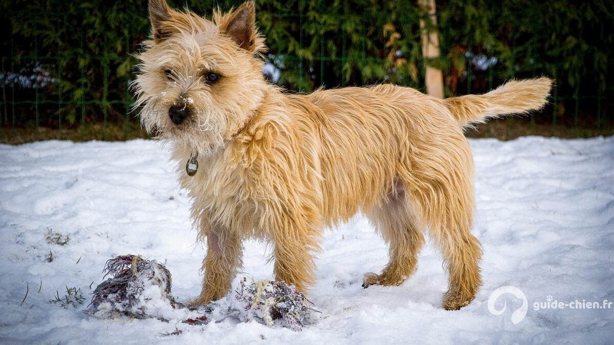 Cairn Terrier