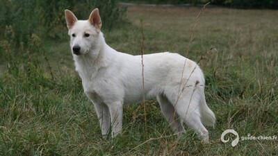 Canaan Dog