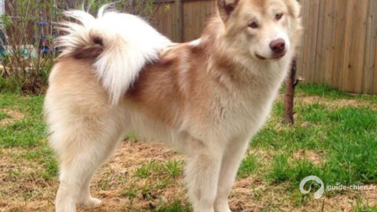 Canadian Inuit Dog