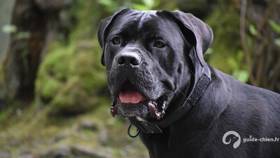 Cane Corso