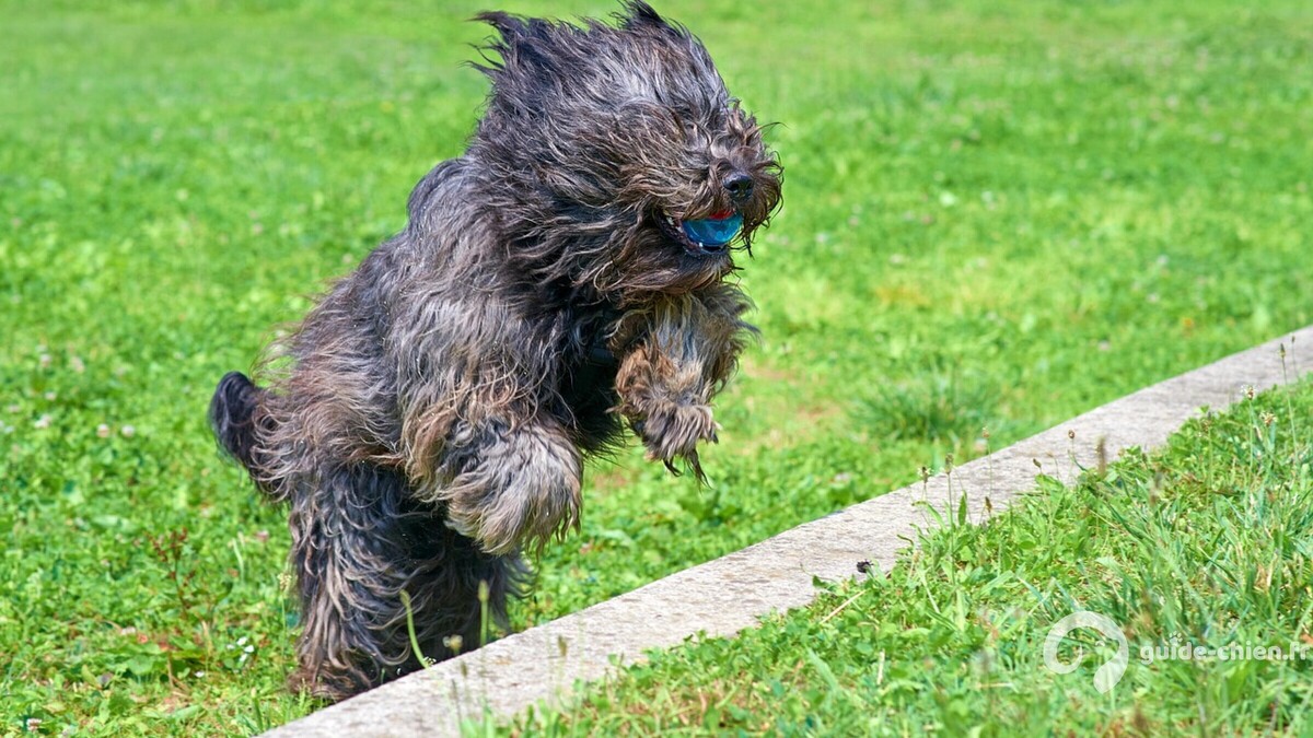 Bergamasco
