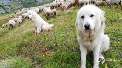 BERGER DE LA MAREMME ET DES ABRUZZES