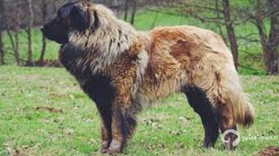 Chien Serra da Estrela