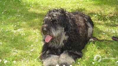 CHIEN SERRA DE AIRES
