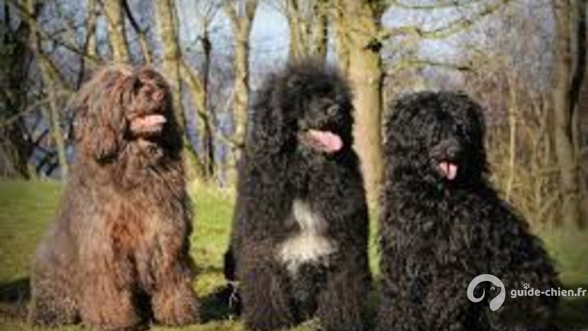 Portuguese Water Dog