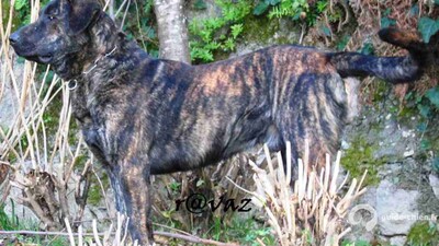 CHIEN DE CASTRO LABOREIRO