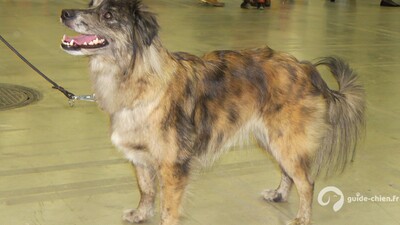 CHIEN DE BERGER DES PYRENEES A FACE RASE