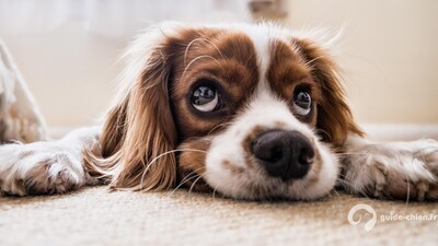 King Charles Spaniel