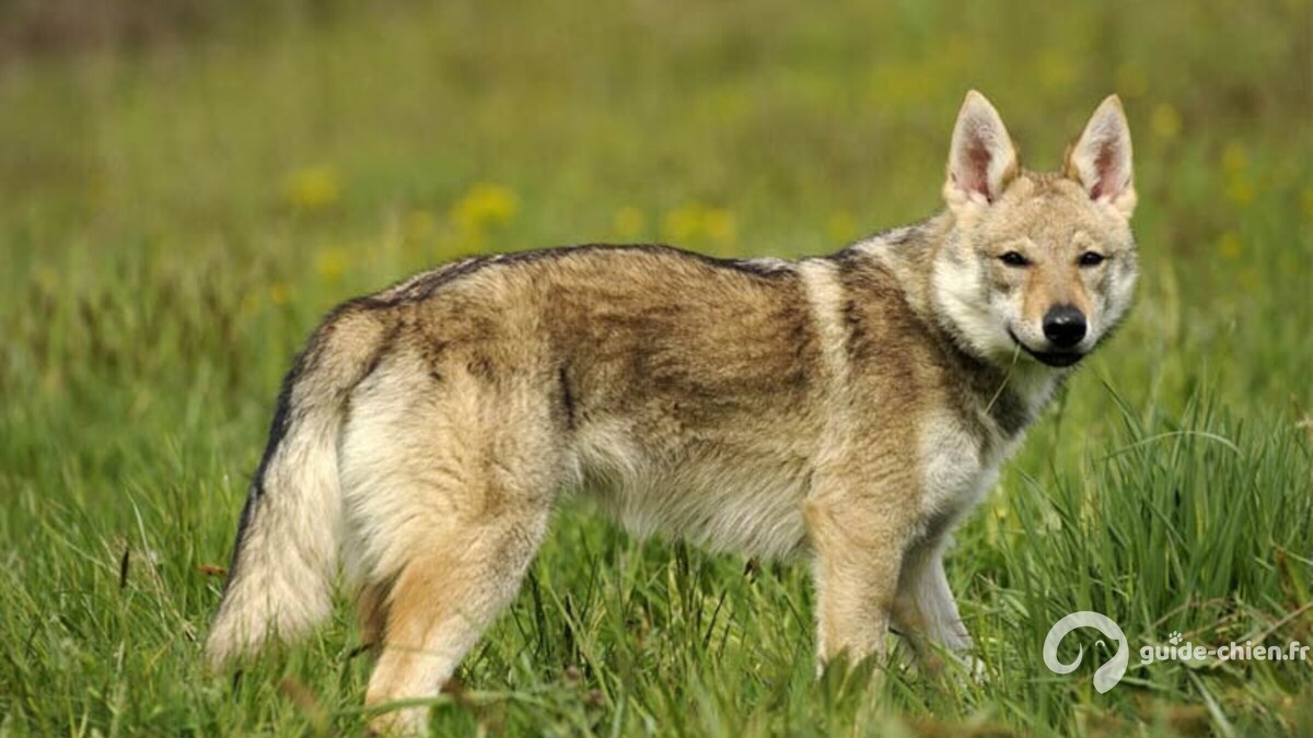 Chien Loup Tchèque