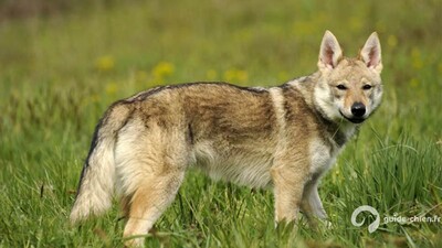Chien Loup Tchèque