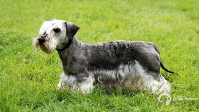 TERRIER TCHEQUE