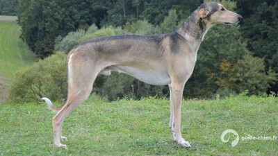 LEVRIER POLONAIS