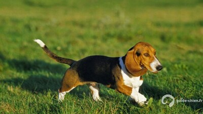 Chien d'Artois