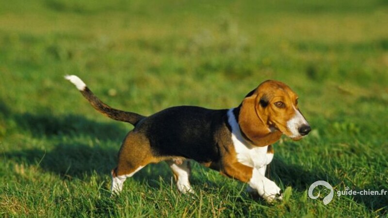 Chien d'Artois