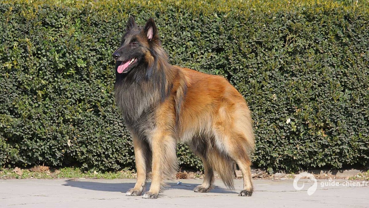 CHIEN DE BERGER BELGE
