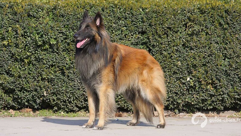 CHIEN DE BERGER BELGE TERVUEREN