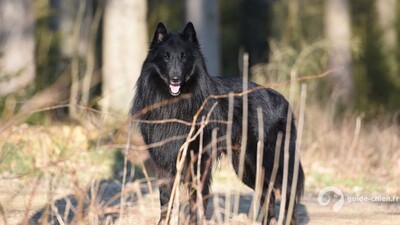 CHIEN DE BERGER BELGE GROENENDAEL