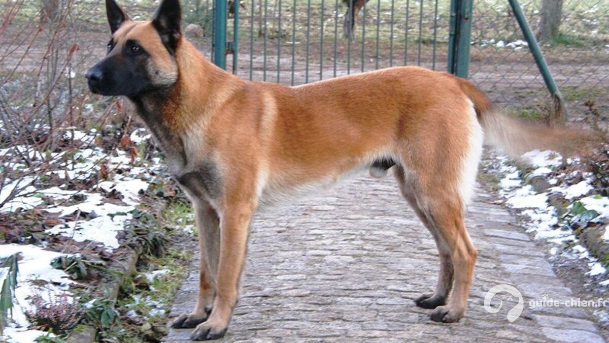 CHIEN DE BERGER BELGE MALINOIS