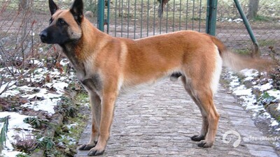 CHIEN DE BERGER BELGE MALINOIS
