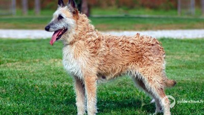 CHIEN DE BERGER BELGE LAEKENOIS