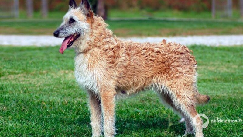CHIEN DE BERGER BELGE LAEKENOIS