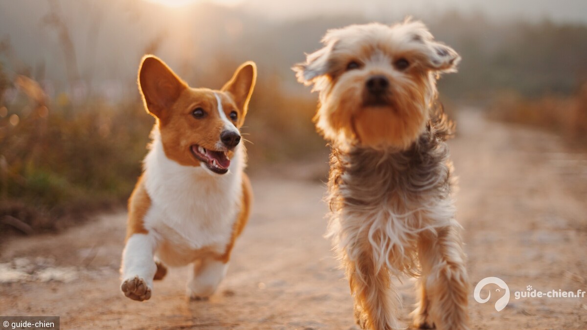 adoption race chien