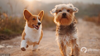 Adoption race chien