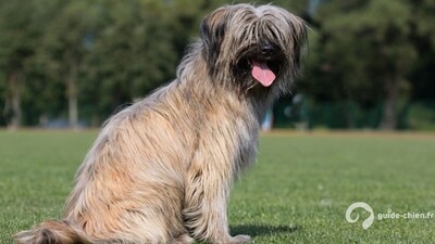 CHIEN DE BERGER DES PYRENEES A POIL LONG